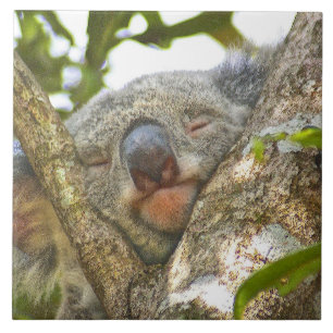 Carreau Koala Bear Napping