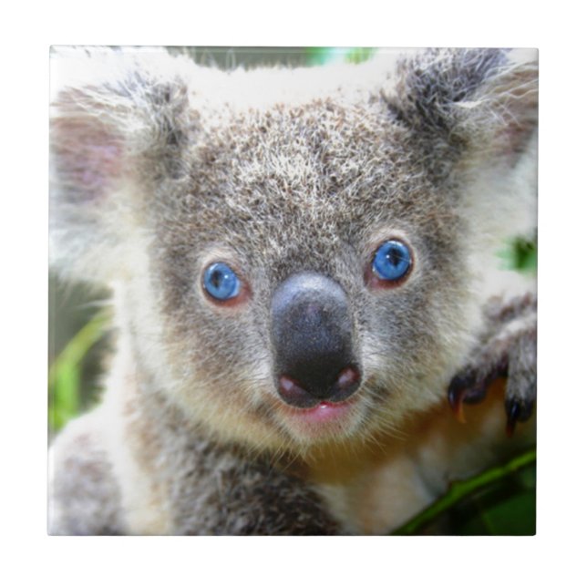Carreau Koala Bears (Devant)