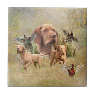 Carreau La À poils durs hongroise Vizsla