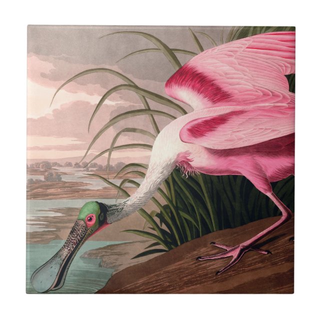 Carreau La faune des oiseaux d'Audubon de Spoonbill Roseat (Devant)