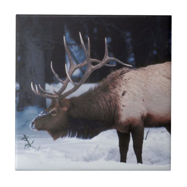 Carreau La Faune D'Hiver Avec Des Antlers Dans La Neige (Devant)