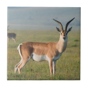 Carreau La gazelle de Grant, cratère de Ngorongoro,