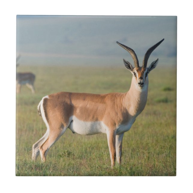 Carreau La gazelle de Grant, cratère de Ngorongoro, (Devant)