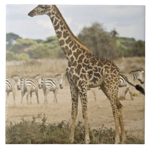 Carreau la Girafe de Masaï et le zèbre commun du parc nati