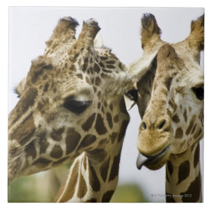 Carreau La girafe nommée est dérivée du mot arabe