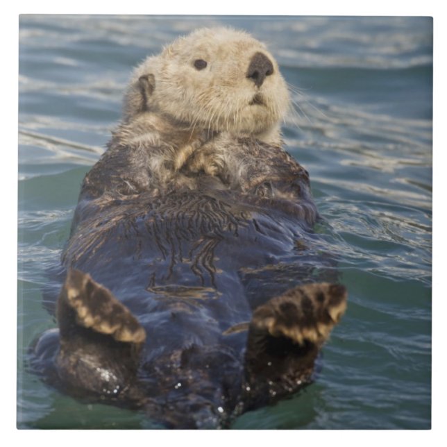 Carreau La loutre de mer joue sur les icebergs à Surprise  (Devant)