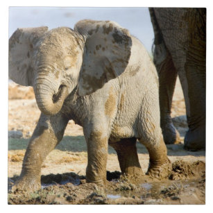 Carreau La Namibie, Afrique : Éléphant africain de bébé