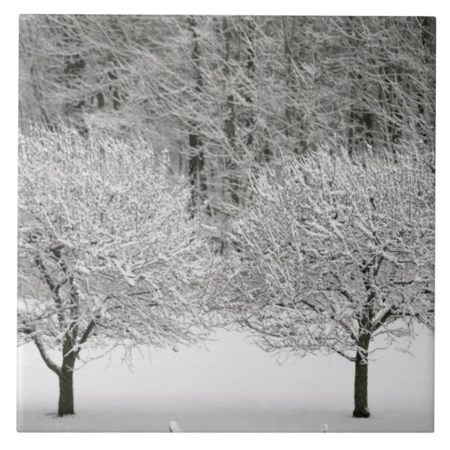 Carreau La neige a couvert le paysage (Devant)