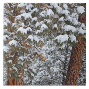 Carreau La neige remplit les branches des pins ponderosa