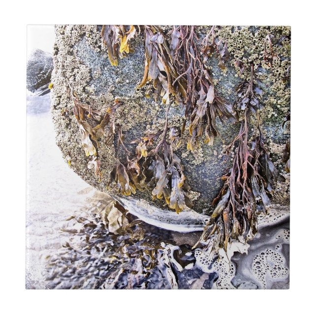 CARREAU LA PLAGE (Devant)