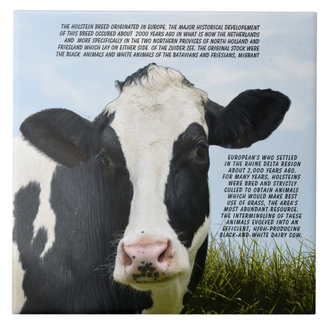Carreau La race Holstein  (Devant)