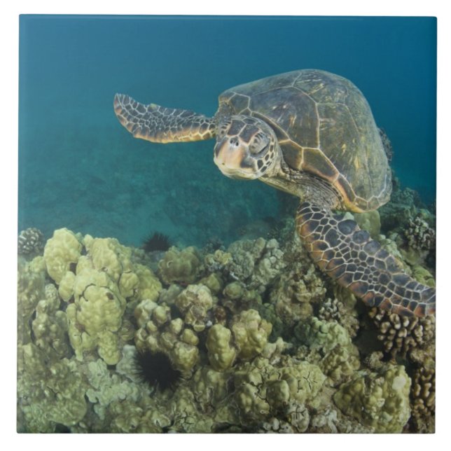 Carreau La tortue verte, (Chelonia mydas), est le (Devant)