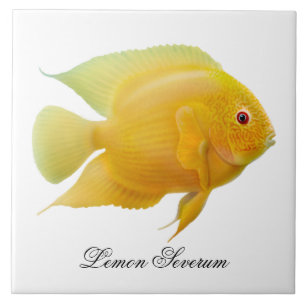 Carreau La tuile de poissons de Cichlid de Severum de