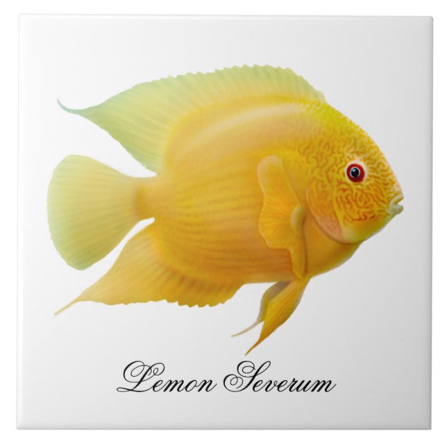 Carreau La tuile de poissons de Cichlid de Severum de (Devant)