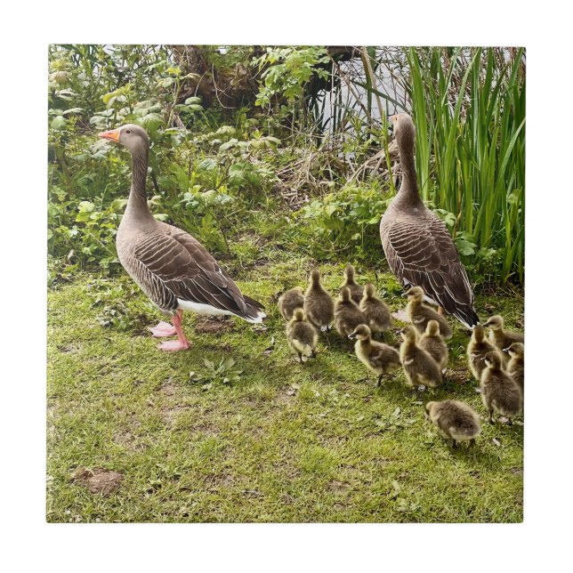 Carreau La vie de canard. (Devant)