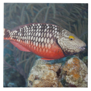 Carreau La vie sous-marine, POISSON : un feu d'arrêt