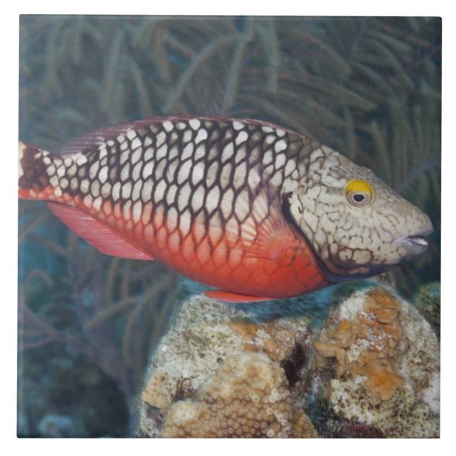 Carreau La vie sous-marine, POISSON : un feu d'arrêt (Devant)