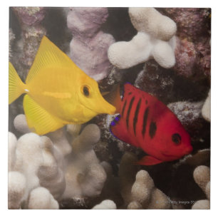Carreau La vie sous-marine ; POISSONS : Tang jaune