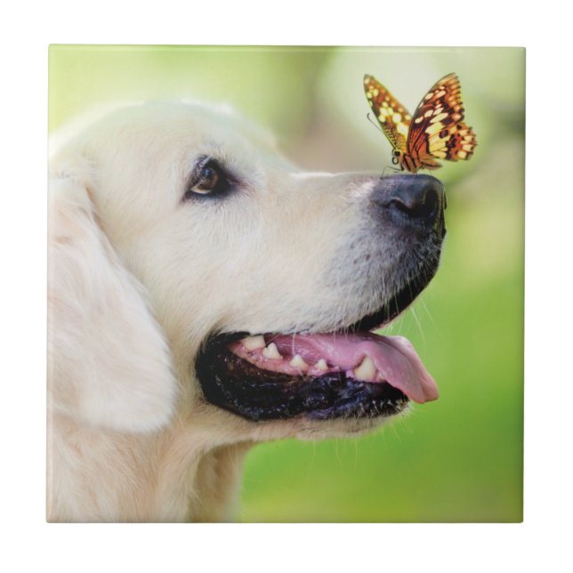 Carreau Labrador And Butterfly Throw Pillow (Devant)