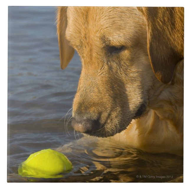 Carreau Labrador jaune avec de la balle de tennis dans (Devant)