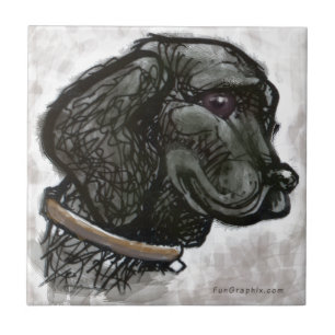 Carreau Labrador Retriever