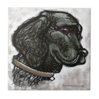Carreau Labrador Retriever