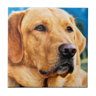 Carreau Labrador retriever d'or