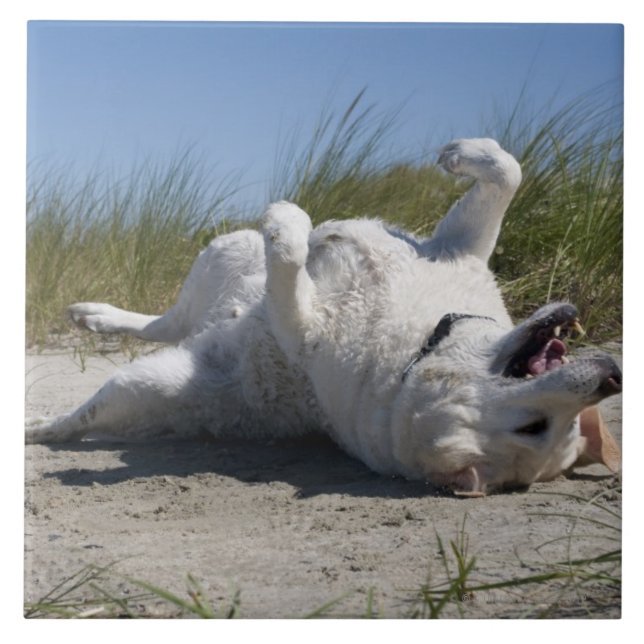 Carreau Labrador retriever jaune (Devant)