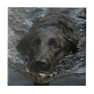 Carreau Labrador retriever noir personnalisable