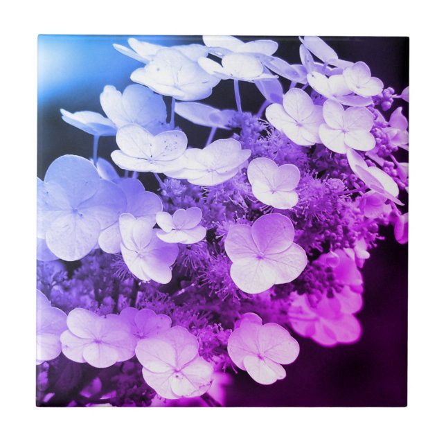 Carreau Lacecap Hydrangea Couleur Noir Et Blanc Tint  (Devant)