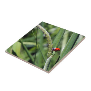 Carreau Ladybug (Coccinellidae)