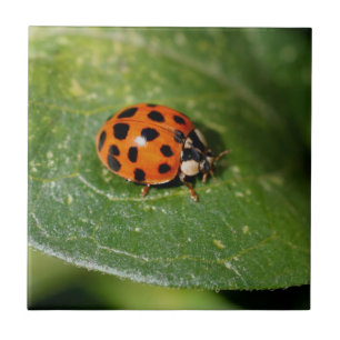Carreau Ladybug sur la nature de la feuille