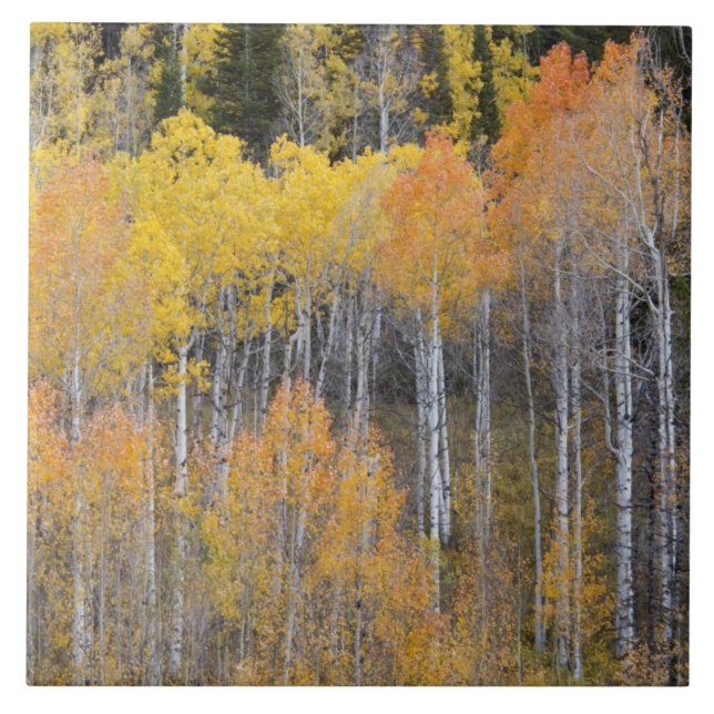 Carreau Lambert Hollow, peupliers (Devant)