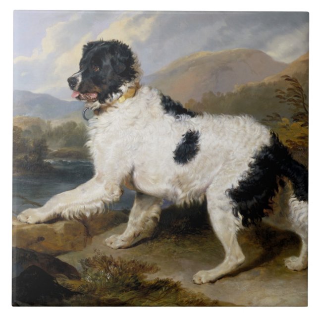 Carreau Landseer Newfoundland Dog (animal noir et blanc) (Devant)
