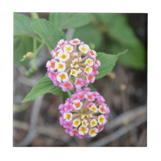 Carreau Lantana espagnol Camara de drapeau