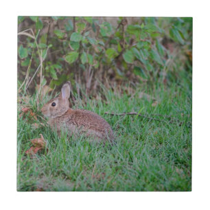 Carreau Lapin
