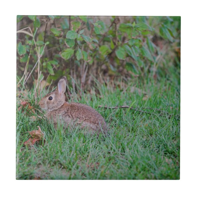 Carreau Lapin (Devant)