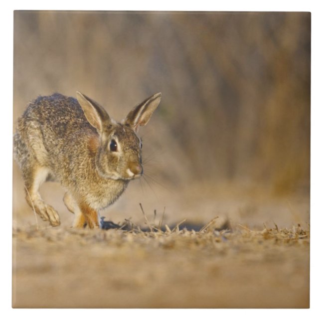 Carreau lapin à queue blanche sautant (Devant)