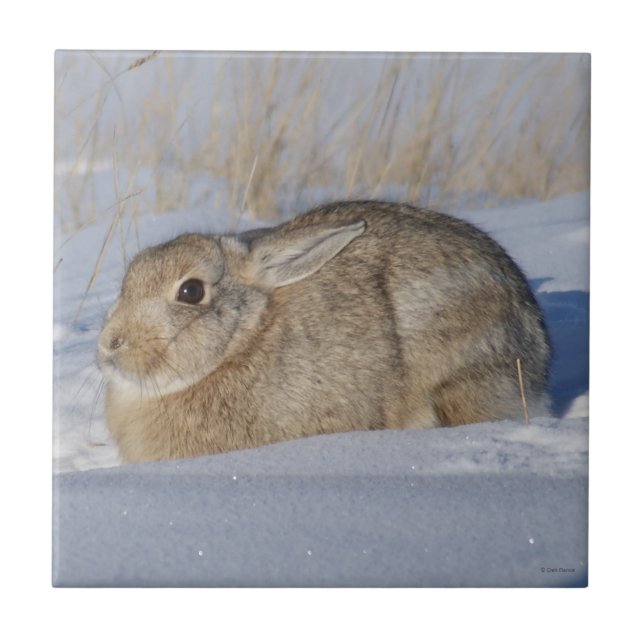 Carreau Lapin Cottontail R5 dans la Neige (Devant)