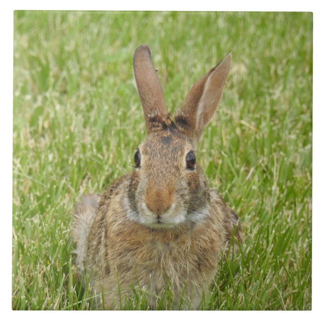Carreau Lapin sauvage dans l'herbe (Devant)