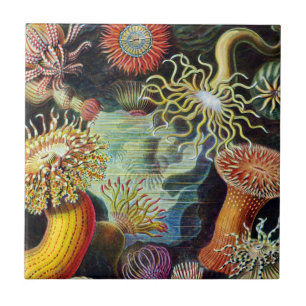 Carreau L'Art de la nature par Ernst Haeckel Carrelage en