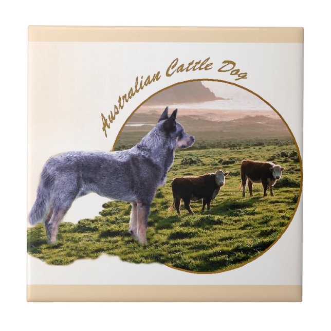 Carreau L'art du chien de bétail australien (Devant)