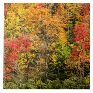 Carreau L'automne à Sims Pond Caroline du Nord, Blue Ridge