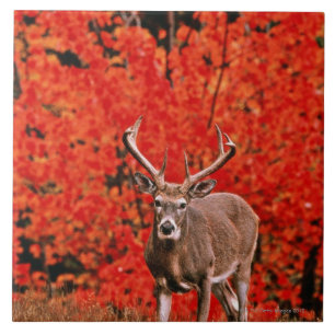 Carreau L'autre nom commun : Cerfs communs de Virginie.