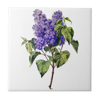 Carreau Lavande Violette Tirée De La Nature