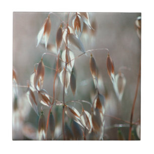 Carreau L'avoine mûre (Avena Sativa) Ferme. Ceres, Boland