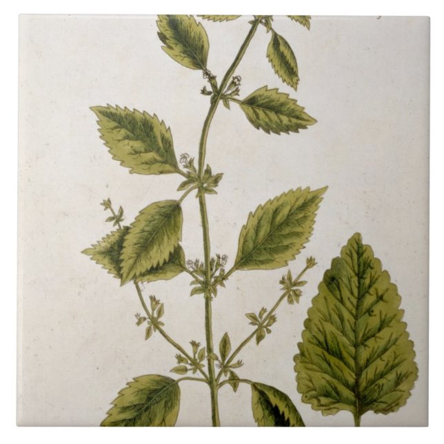 Carreau Le baume, plaquent 27 "d'un de fines herbes (Devant)
