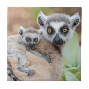Carreau Le bébé Lemur de Ring-Tailed