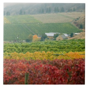 Carreau Le brouillard se glisse sur le vignoble Gehring Br