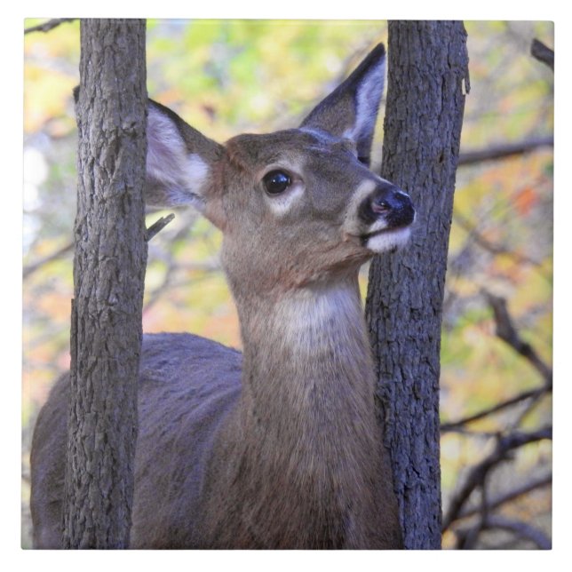 Carreau Le cerf dans les bois (Devant)